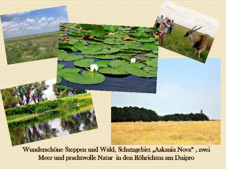 Wunderschöne Steppen und Wald, Schutzgebiet „Askania Nova“ , zwei Meer und prachtwolle Natur in
