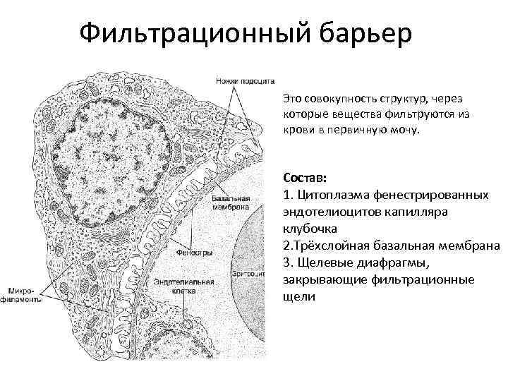 Фильтрационный барьер Это совокупность структур, через которые вещества фильтруются из крови в первичную мочу.