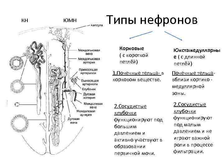 КН ЮМН Типы нефронов Корковые ( с короткой петлёй) Юкстамедуллярны е ( с длинной