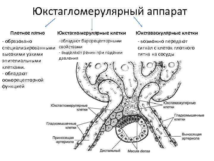 Юкстагломерулярный аппарат Плотное пятно - образовано специализированными высокими узкими эпителиальными клетками. - обладают осморецепторной