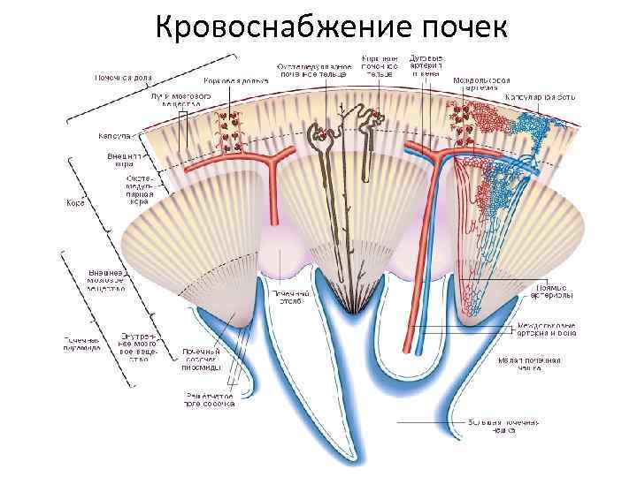 Кровоснабжение почек 