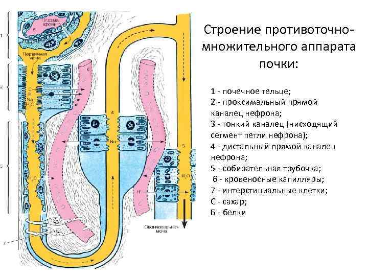 Строение противоточномножительного аппарата почки: 1 - почечное тельце; 2 - проксимальный прямой каналец нефрона;