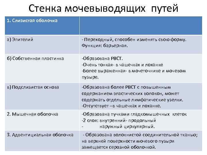 Стенка мочевыводящих путей 1. Слизистая оболочка а) Эпителий - Переходный, способен изменять свою форму.