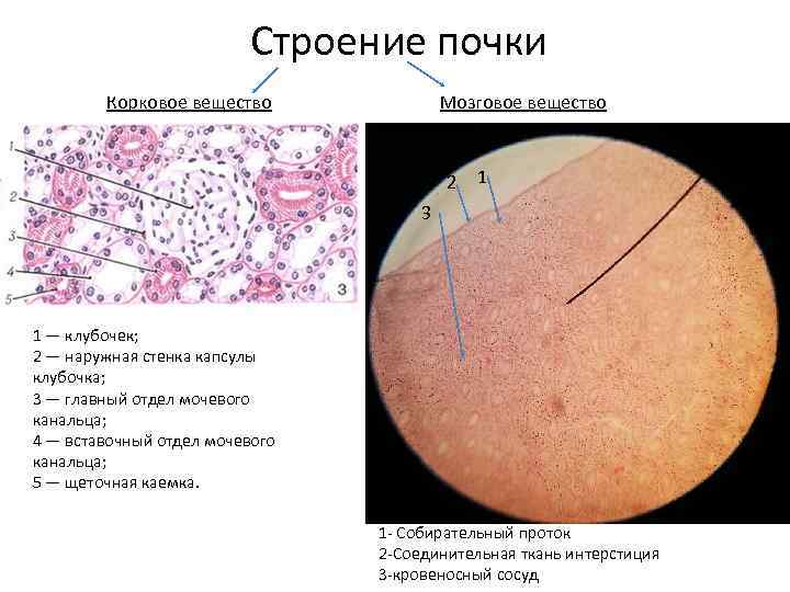 Строение почки Корковое вещество Мозговое вещество 2 1 3 1 — клубочек; 2 —