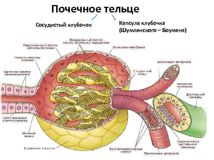 Почечное тельце Сосудистый клубочек Капсула клубочка (Шумлянского – Боумена) 