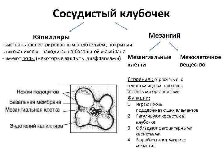 Сосудистый клубочек Мезангий Капилляры -выстланы фенестрированным эндотелием, покрытый гликокаликсом, находится на базальной мембране Межклеточное