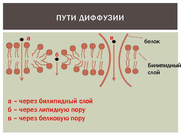 Диффузный путь. Путь диффузии. Диффузия через липидный слой. Путем диффузии. Белок биофизика.