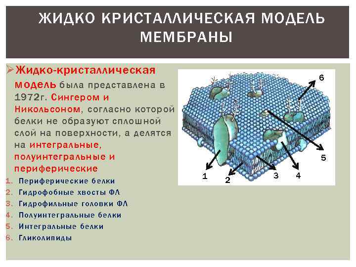 Физические модели мембран. Белково кристаллическая модель мембраны. Жидкая мембрана. Модельные мембранные системы. Физические модельные мембраны.