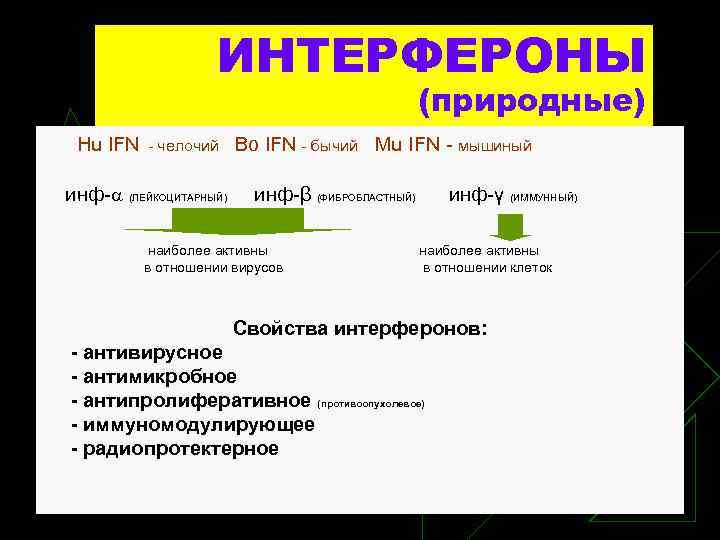 ИНТЕРФЕРОНЫ (природные) Hu IFN - челочий Bo IFN - бычий Mu IFN - мышиный