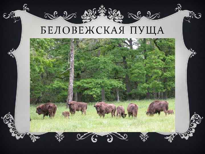 БЕЛОВЕЖСКАЯ ПУЩА 