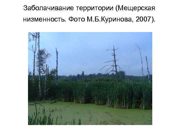 Заболачивание территории (Мещерская низменность. Фото М. Б. Куринова, 2007). 