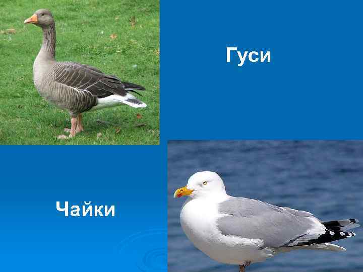 Утка и гусь в чем разница фото