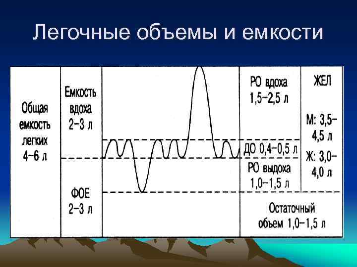 Легочные объемы и емкости 