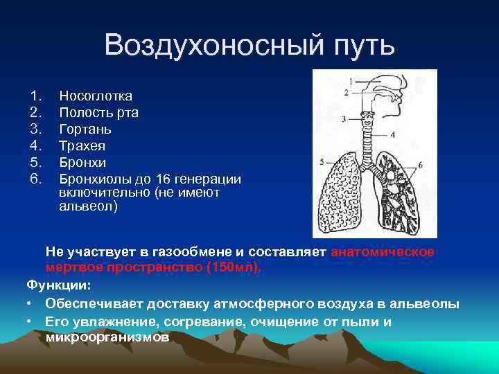 Воздухоносные пути человека представлены системой трахей. Воздухоносные пути. Схема воздухоносных путей. Отделы воздухоносных путей. Генерация воздухоносных путей.