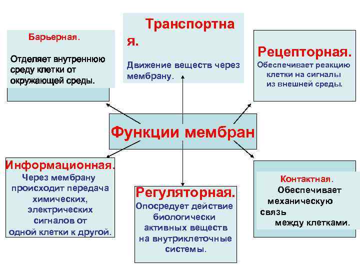 Транспортна Барьерная. Отделяет внутреннюю среду клетки от окружающей среды. Движение веществ через мембрану. Рецепторная.