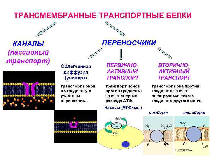 ТРАНСМЕМБРАННЫЕ ТРАНСПОРТНЫЕ БЕЛКИ КАНАЛЫ (пассивный транспорт) ПЕРЕНОСЧИКИ Облегченная диффузия (унипорт) ПЕРВИЧНОАКТИВНЫЙ ТРАНСПОРТ транспорт ионов