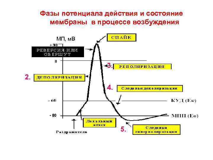 Фазы потенциала действия фазы изменения возбудимости