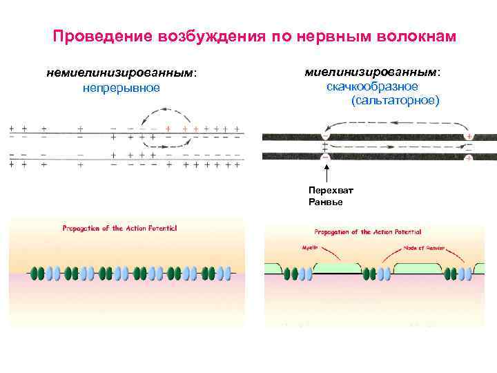 Проведение возбуждения по нервным волокнам немиелинизированным: непрерывное миелинизированным: скачкообразное (сальтаторное) Перехват Ранвье 