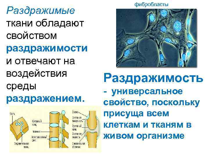 Раздражимые ткани обладают свойством раздражимости и отвечают на воздействия среды раздражением. фибробласты Раздражимость -