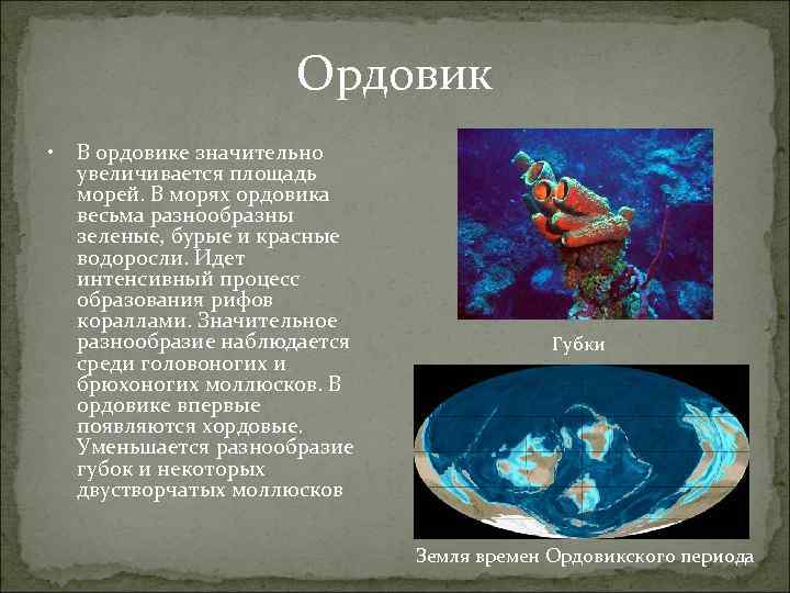 Ордовик • В ордовике значительно увеличивается площадь морей. В морях ордовика весьма разнообразны зеленые,