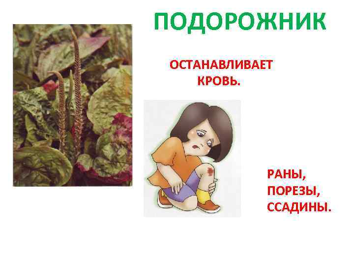 ПОДОРОЖНИК ОСТАНАВЛИВАЕТ КРОВЬ. РАНЫ, ПОРЕЗЫ, ССАДИНЫ. 