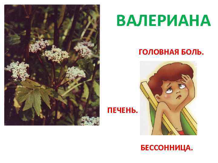 ВАЛЕРИАНА ГОЛОВНАЯ БОЛЬ. ПЕЧЕНЬ. БЕССОННИЦА. 