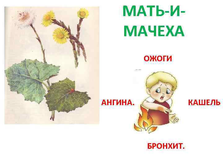 МАТЬ-ИМАЧЕХА ОЖОГИ АНГИНА. КАШЕЛЬ БРОНХИТ. 