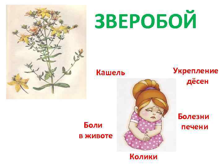 ЗВЕРОБОЙ Укрепление дёсен Кашель Болезни печени Боли в животе Колики 