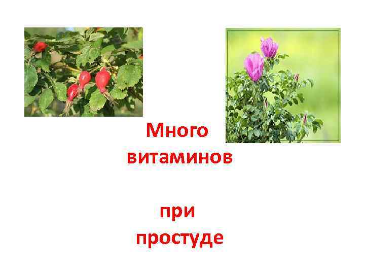 Много витаминов при простуде 