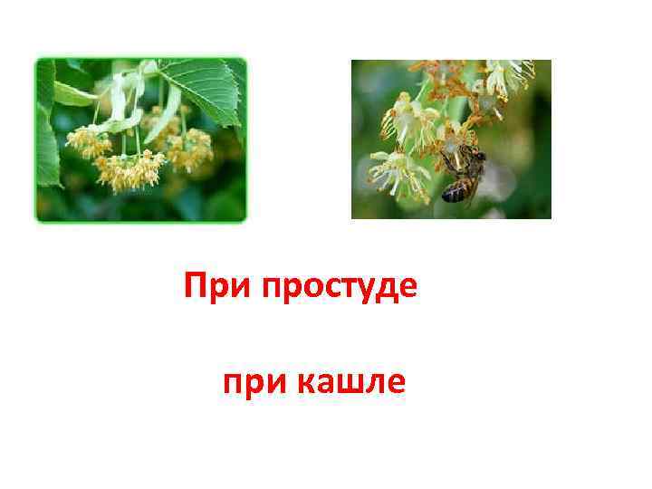 При простуде при кашле 