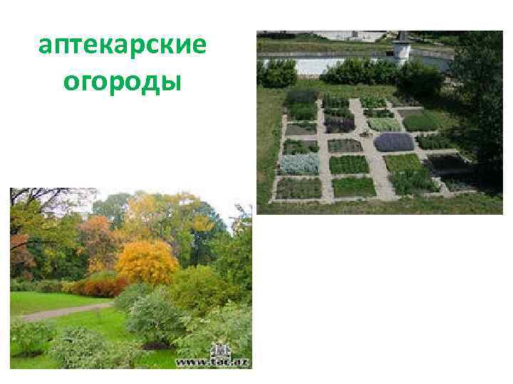 аптекарские огороды 