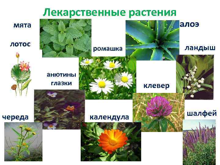 Лекарственные растения мята лотос череда ландыш ромашка анютины глазки алоэ клевер календула шалфей 