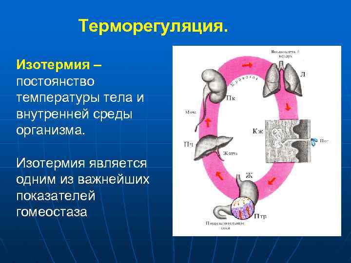 Терморегуляция. Изотермия – постоянство температуры тела и внутренней среды организма. Изотермия является одним из