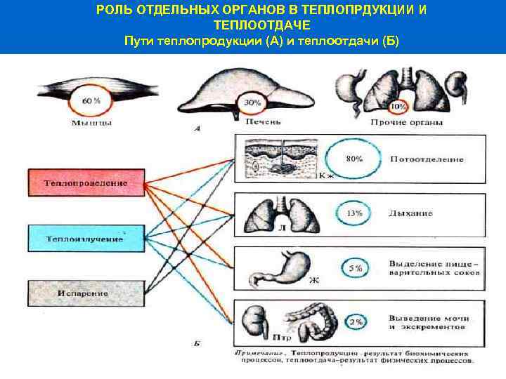 РОЛЬ ОТДЕЛЬНЫХ ОРГАНОВ В ТЕПЛОПРДУКЦИИ И ТЕПЛООТДАЧЕ Пути теплопродукции (А) и теплоотдачи (Б) 