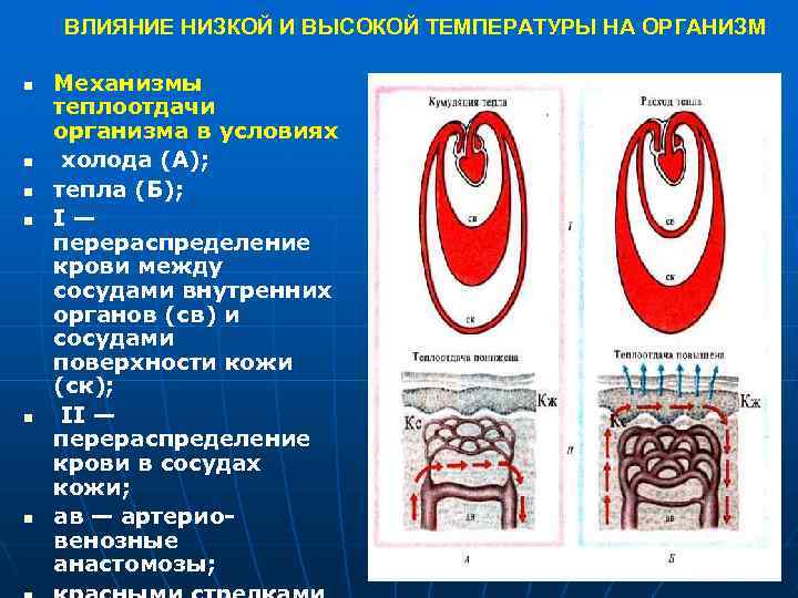 ВЛИЯНИЕ НИЗКОЙ И ВЫСОКОЙ ТЕМПЕРАТУРЫ НА ОРГАНИЗМ n n n Механизмы теплоотдачи организма в