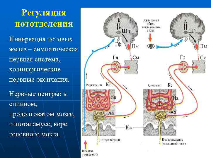 Регуляция пототделения Иннервация потовых желез – симпатическая нервная система, холинэргические нервные окончания. Нервные центры: