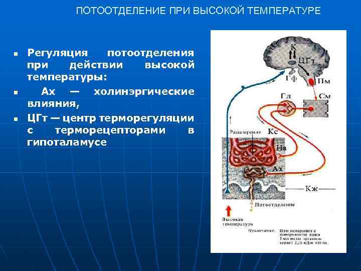 ПОТООТДЕЛЕНИЕ ПРИ ВЫСОКОЙ ТЕМПЕРАТУРЕ n n n Регуляция потоотделения при действии высокой температуры: Ах