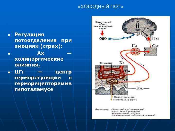  «ХОЛОДНЫЙ ПОТ» n n n Регуляция потоотделения при эмоциях (страх): Ах — холинэргические
