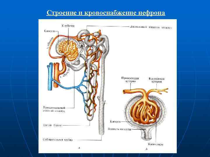 Строение и кровоснабжение нефрона 