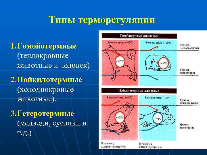 Типы терморегуляции 1. Гомойотермные (теплокровные животные и человек) 2. Пойкилотермные (холоднокроные животные). 3. Гетеротермные