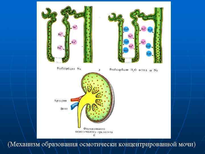 (Механизм образования осмотически концентрированной мочи) 