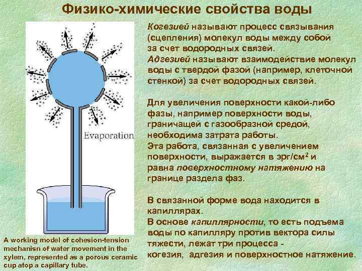 Вода в капилляре. Физико-химическая характеристика молекулы воды. Физико-химические свойства воды. Движение жидкости в капиллярах. Капиллярные свойства воды.