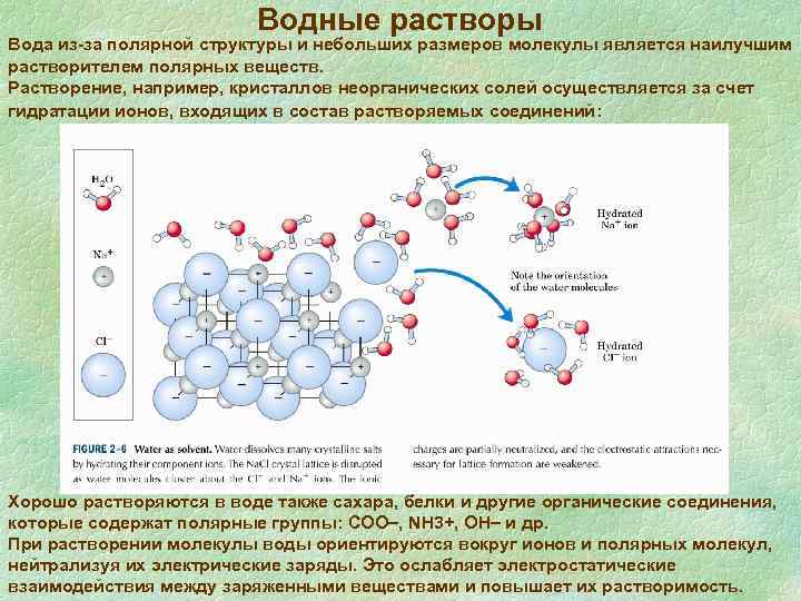 Средняя длина молекулы