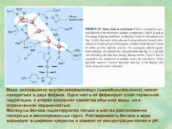 Вода, оказавшаяся внутри макромолекул (иммобилизованная), может находиться в двух формах. Одна часть ее формирует