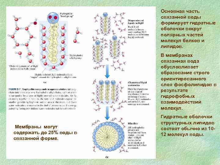 Основная часть связанной воды формирует гидратные оболочки вокруг полярных частей молекул белков и липидов.