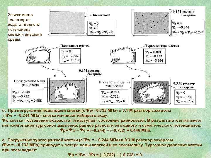 Давление клеток. Водный потенциал клетки растений. Водный потенциал растительной клетки. Осмотический потенциал клеток растений. Уравнение водного потенциала клетки.