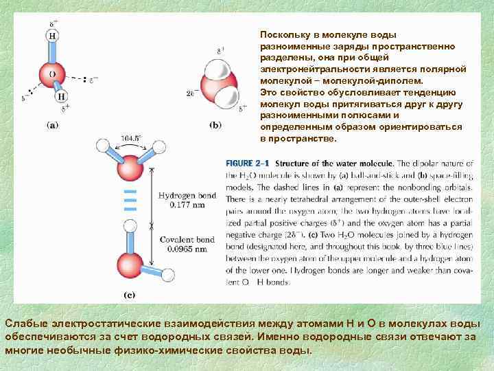 Реакция молекулярный вода