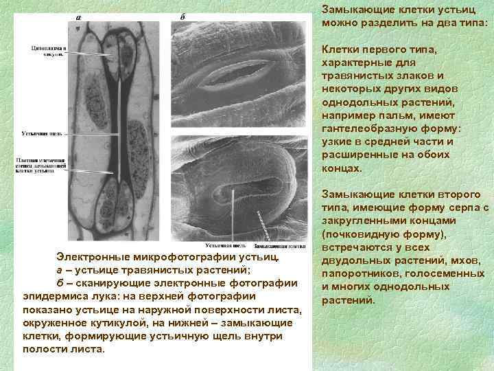 Замыкающие клетки устьиц можно разделить на два типа: Клетки первого типа, характерные для травянистых