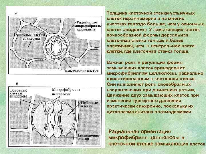 Структура сформированная замыкающими клетками. Замыкающие клетки устьиц. Механизм движения замыкающих клеток устьиц. Форма замыкающих клеток. Клеточная стенка устьиц.