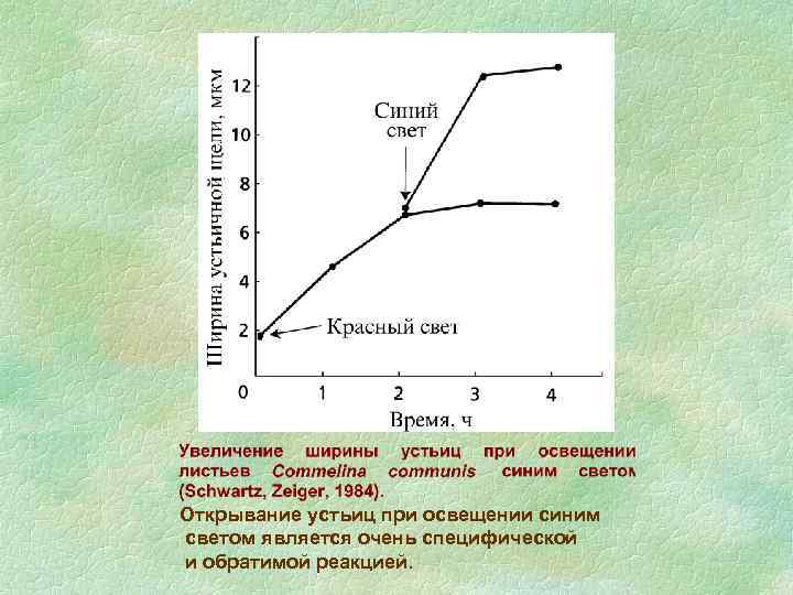 Открывание устьиц при освещении синим светом является очень специфической и обратимой реакцией. 